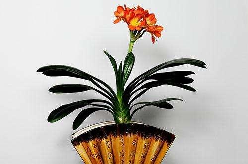 家中养君子兰的技巧分享,家中养君子兰的技巧与方法