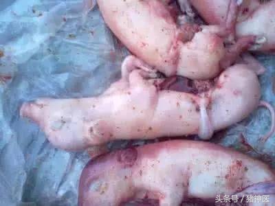 母猪流产的防治措施,母猪流产原因及防治措施