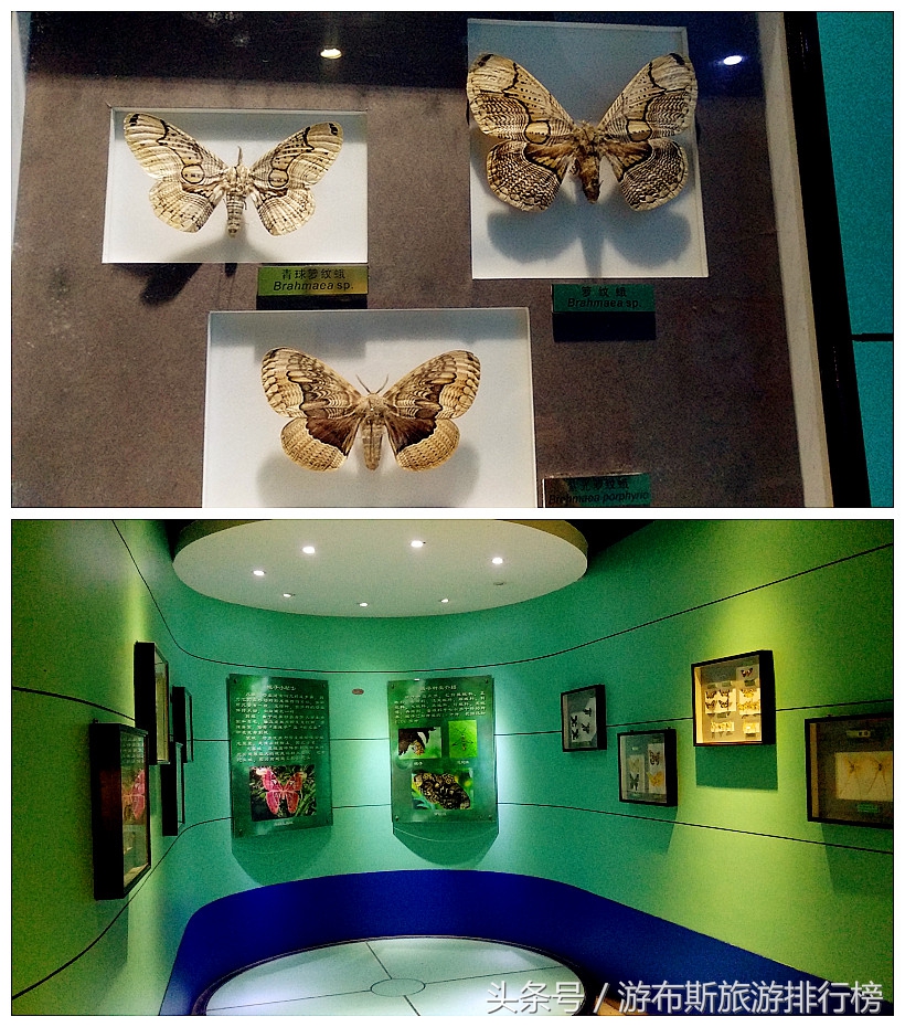上海昆虫博物馆有哪些昆虫,上海昆虫博物馆照片