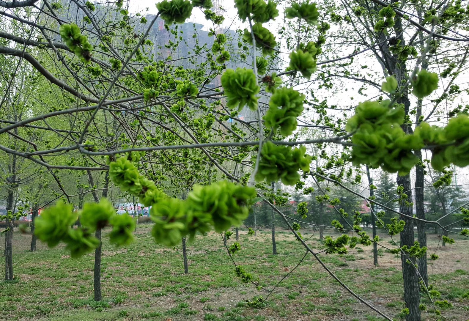 户口年龄与实际年龄变更申请,户口改年龄怎么写申请