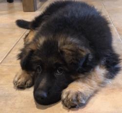 帅气和可爱随时转换,帅气德国牧羊犬视频