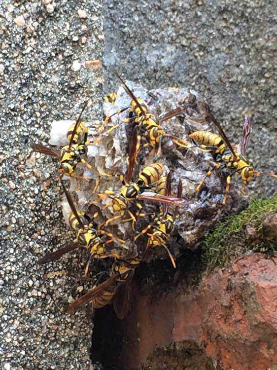 蛇虫鼠蚁咬伤怎么处理,蛇虫鼠蚁怕什么药物