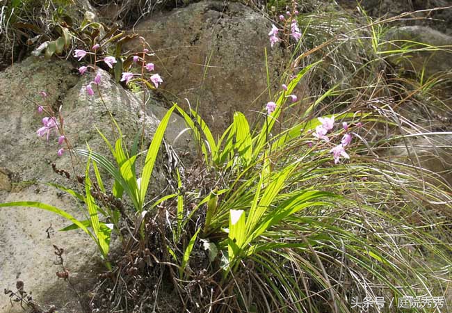 白芨药材性状,白芨图片用途与疗效