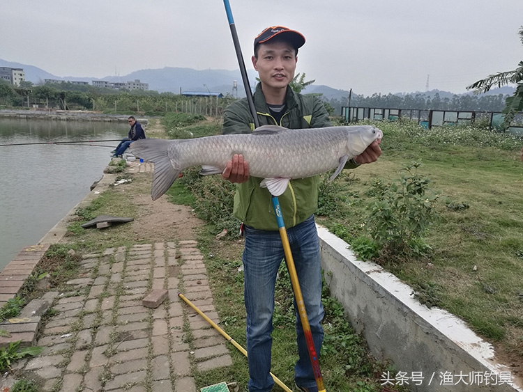 狼王钓青鱼,狼王鱼竿超轻超硬