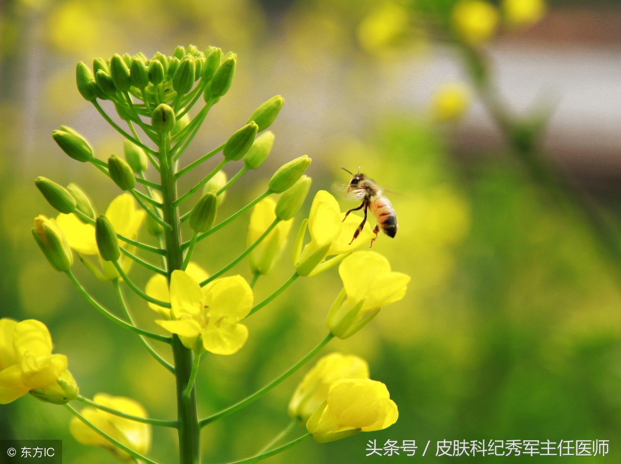春暖花开身上过敏怎么办,春暖花开过敏袭来