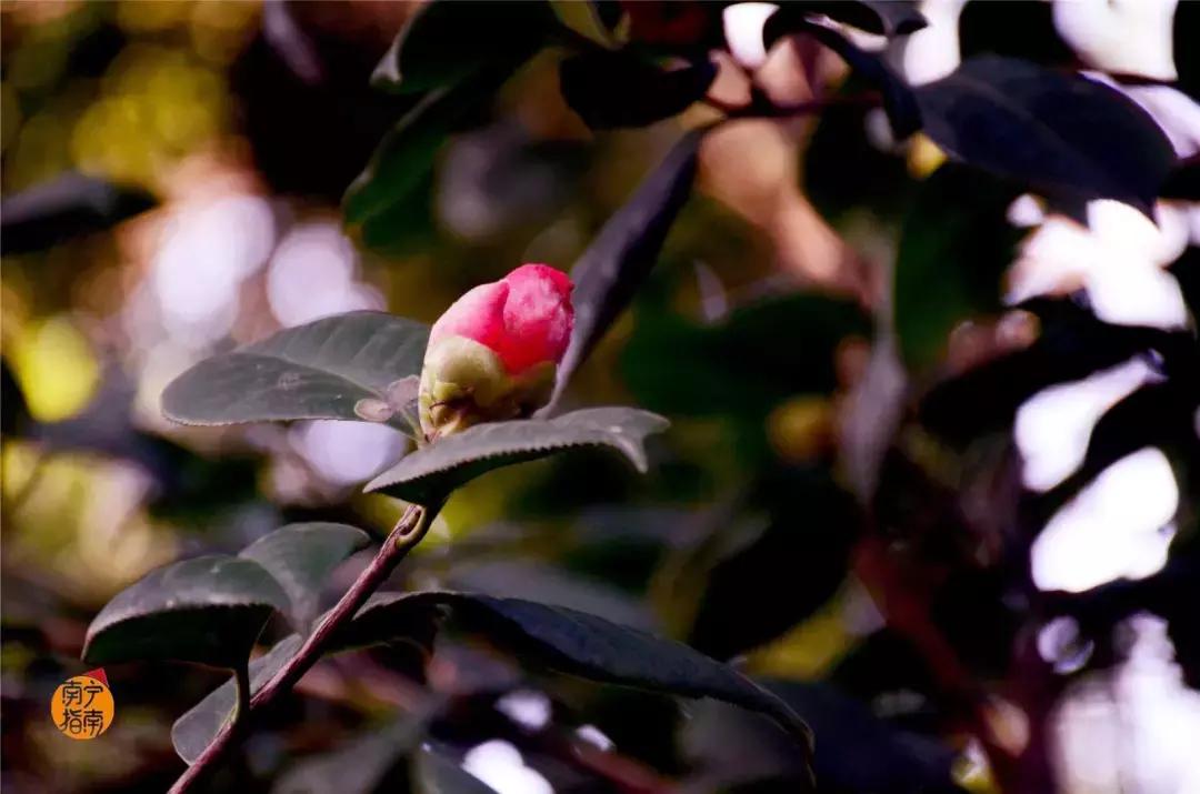 金花茶公园景点,走进金花茶公园