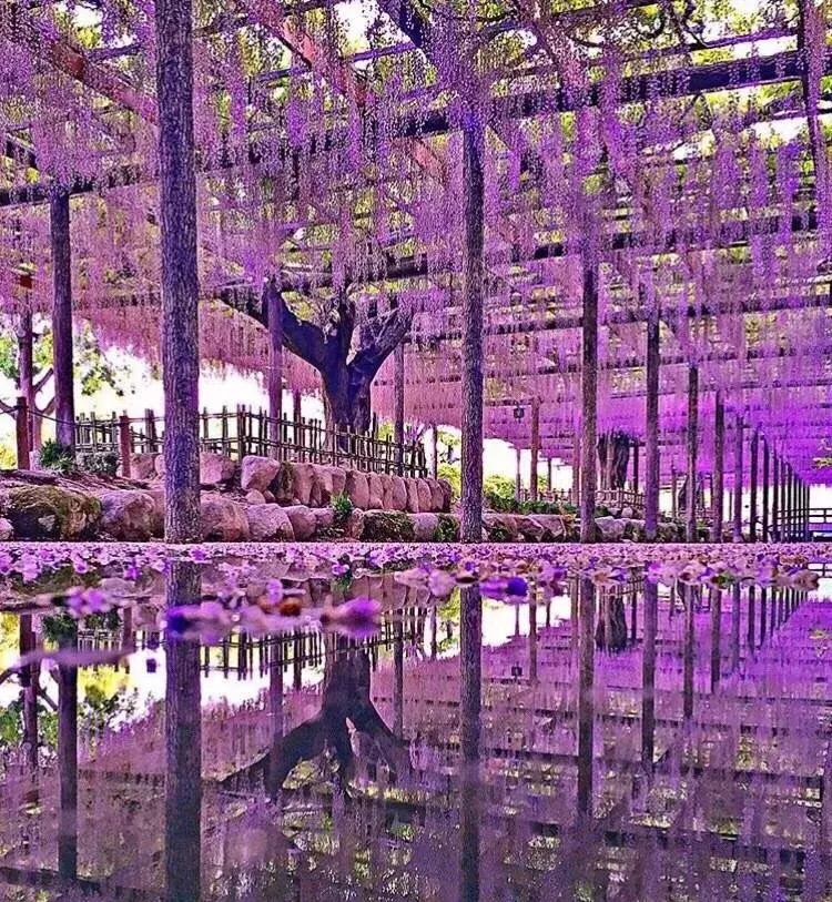 乐活旅行：错过了樱花，日本还有五处最美的紫藤花等着你！