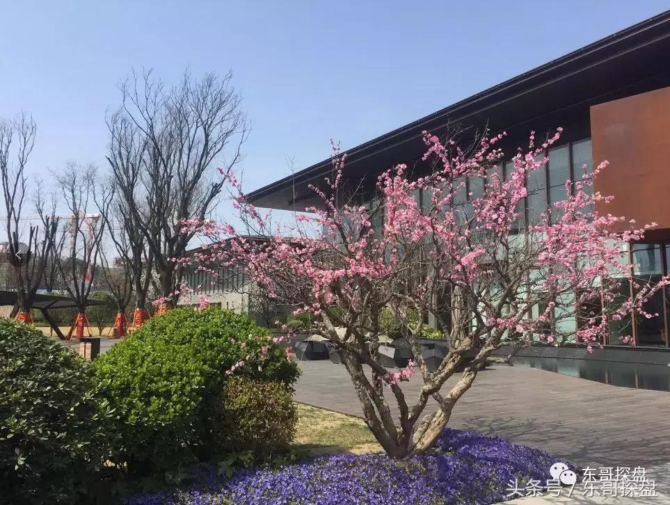 又一神盘诞生，花儿为什么这样红？