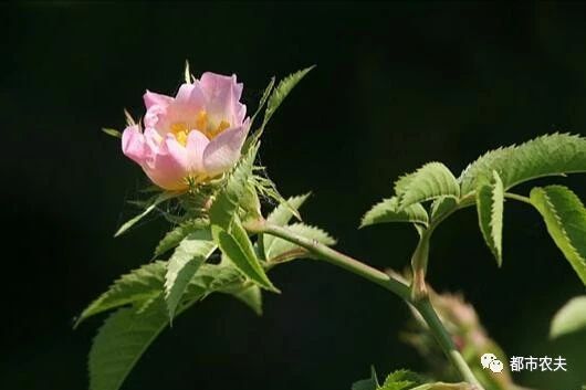 哪些国家的国花是牡丹,为什么中国的国花是牡丹