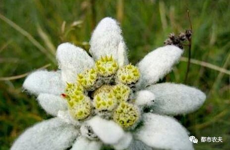 哪些国家的国花是牡丹,为什么中国的国花是牡丹
