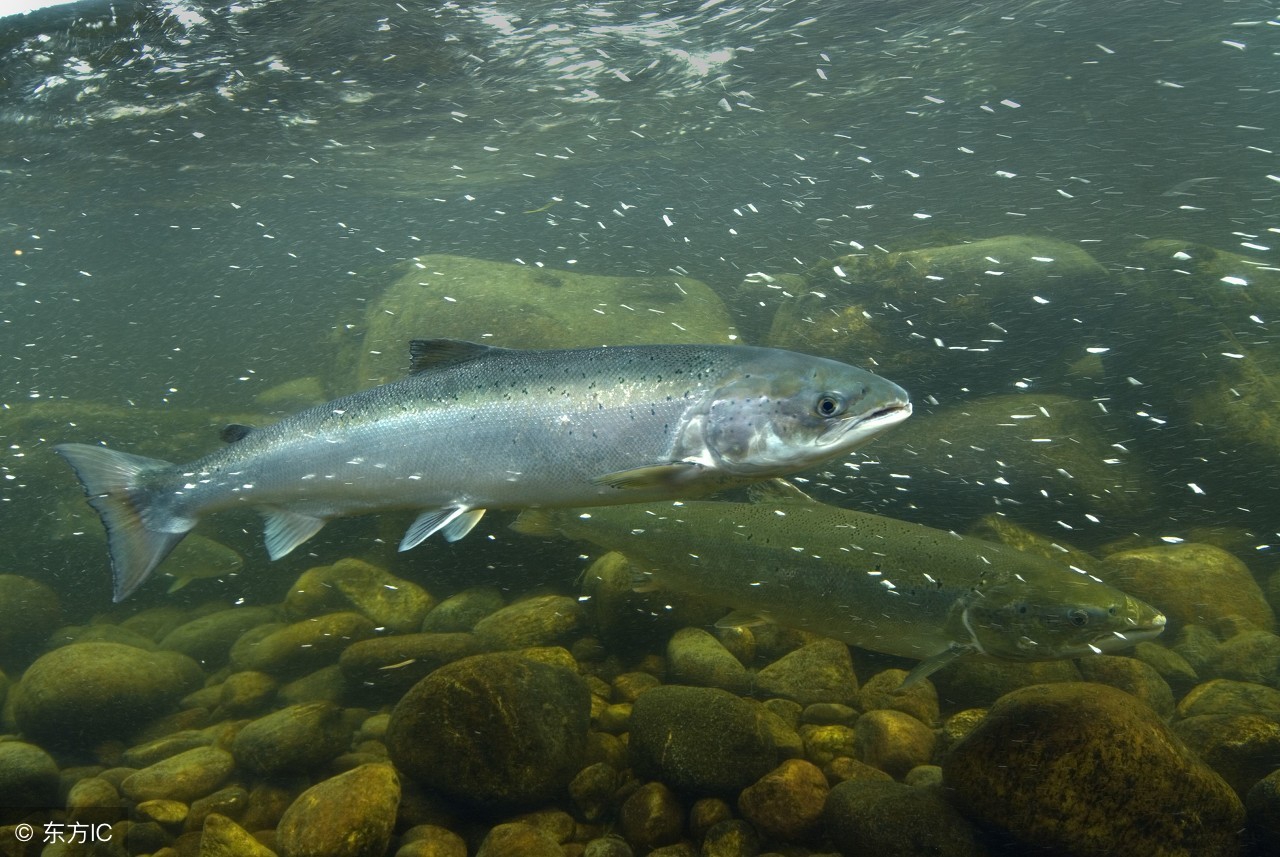 吃活蝌蚪真的能治病吗,吃蝌蚪治病是真的吗