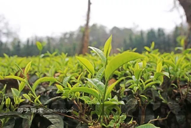 云南沧源靠近哪个国家,云南沧源最好玩的地方