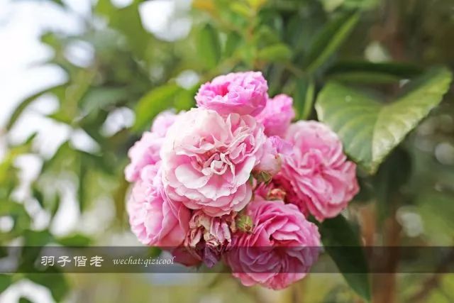 云南沧源靠近哪个国家,云南沧源最好玩的地方