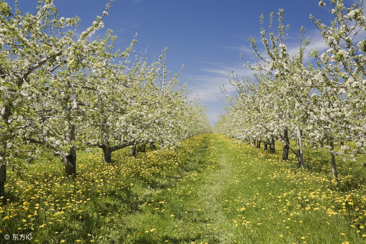 果园选择哪种位置最合适,50平米小果园规划设计最简单方式