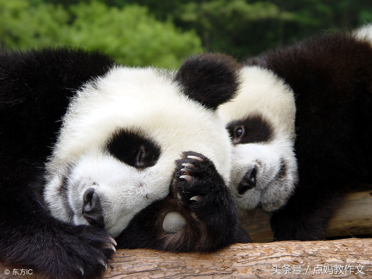 小朋友踢球掉进树洞里看图写话,球掉进树洞看图写话
