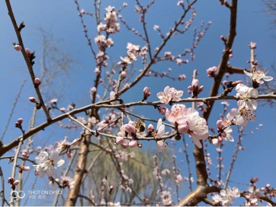 拥有AI技术的OPPOR15,智能拍照到底如何?
