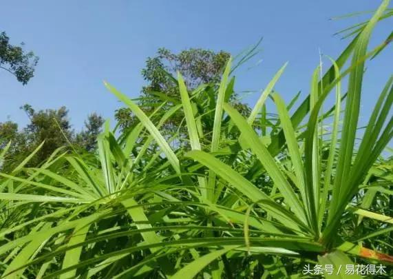 盆景富贵竹叶子发黄怎么救,水培棕竹叶片发黑干枯怎么解救