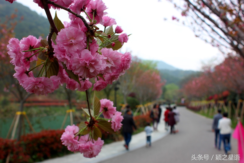 宁波植物园樱花最佳拍摄,花花世界桃博园
