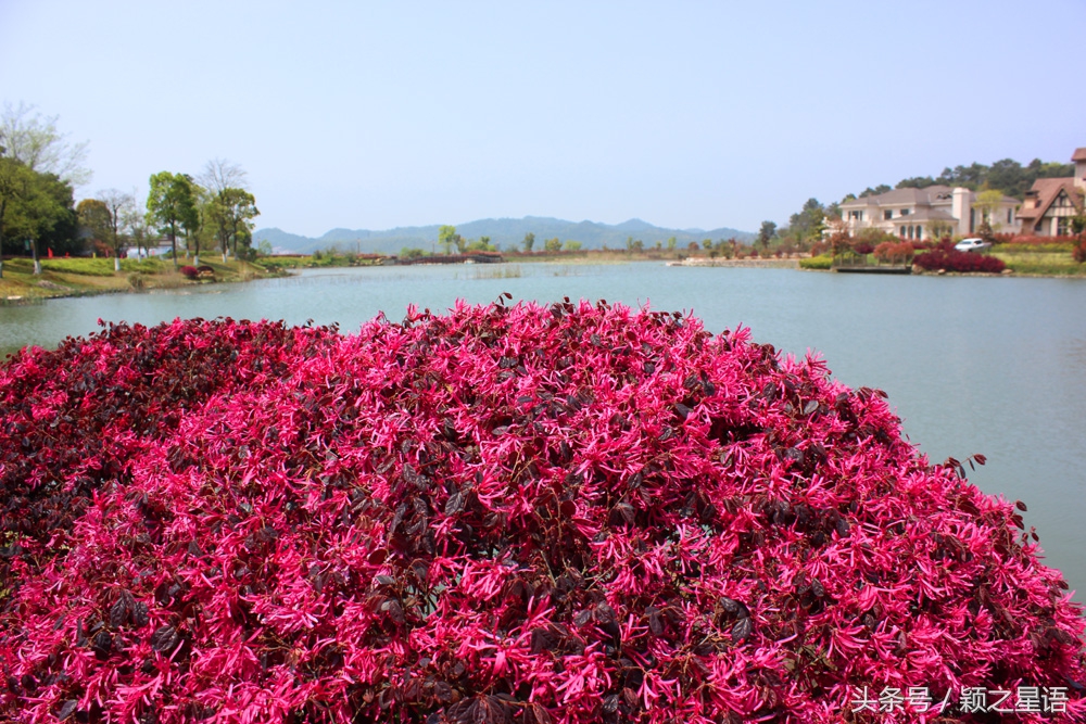 宁波植物园樱花最佳拍摄,花花世界桃博园
