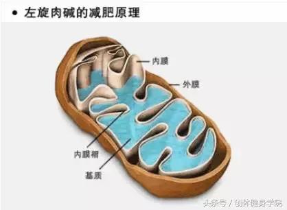 左旋肉碱怎么吃最减肥,左旋肉碱真的可以减肥吗