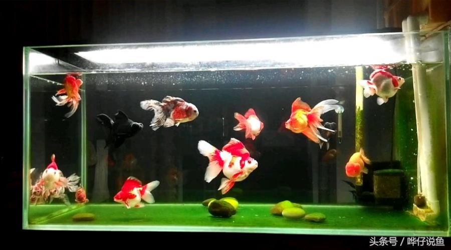 在家里怎样养好鱼缸里的金鱼,新手怎么养好观赏金鱼