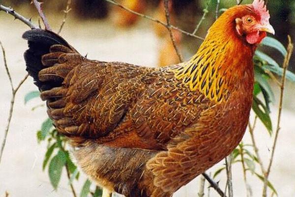 广东广州市有几个地级市,广东省有几个市地级市和县级市