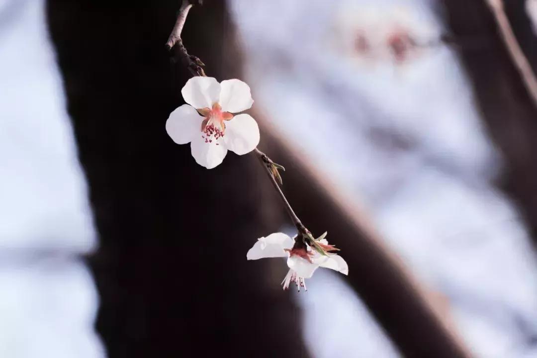 大连高校校花大pk,大连高中校花