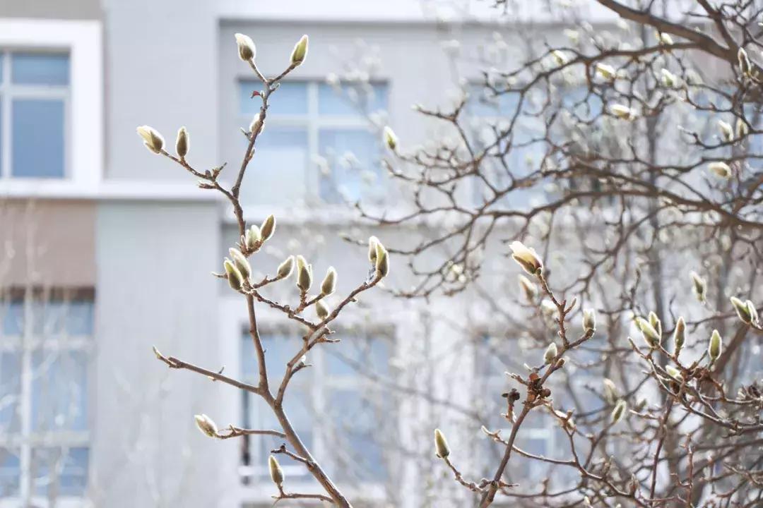 大连高校校花大pk,大连高中校花