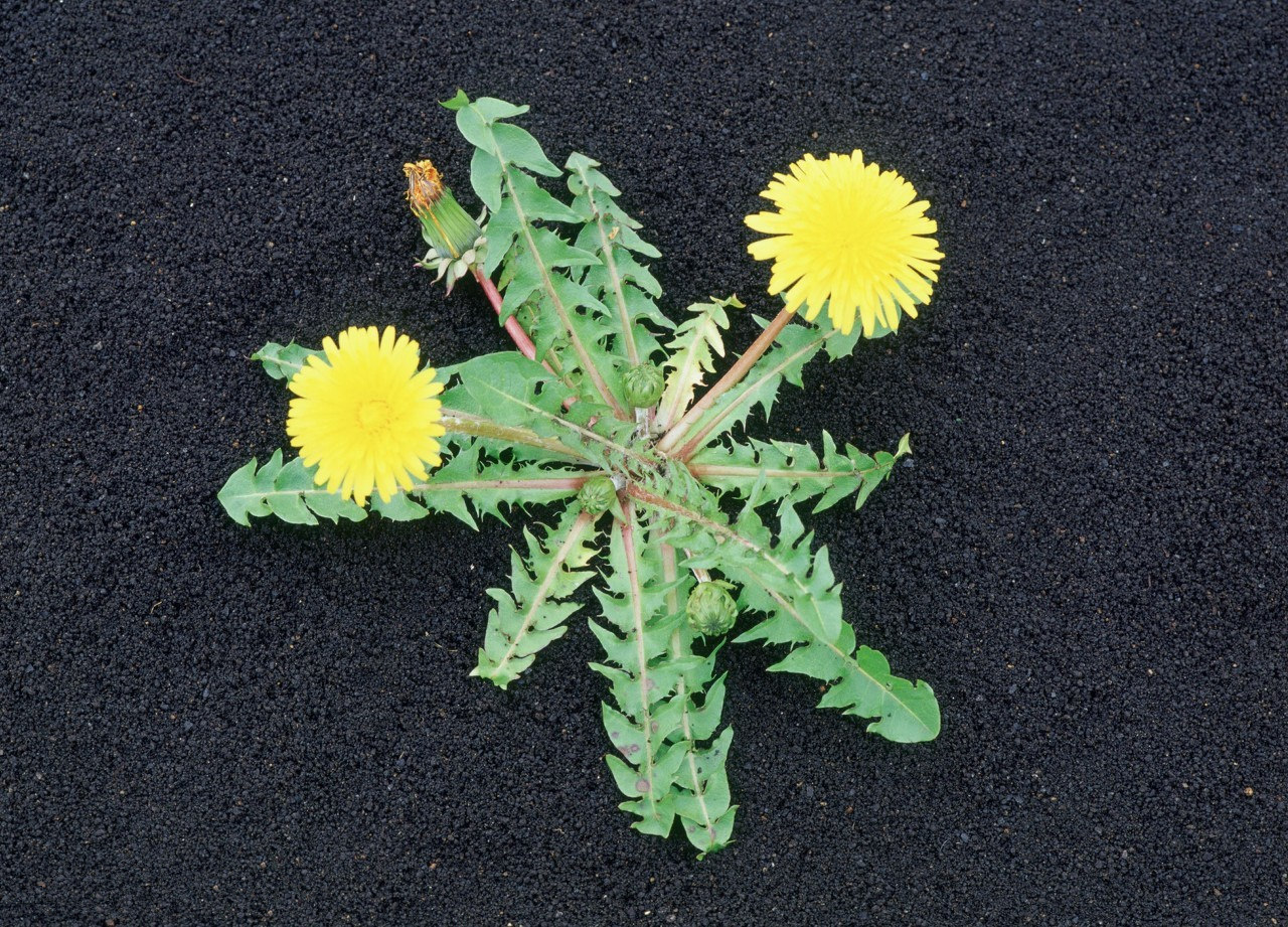 什么草药叶子嚼烂了可以止血,受伤止血最好的十种草药
