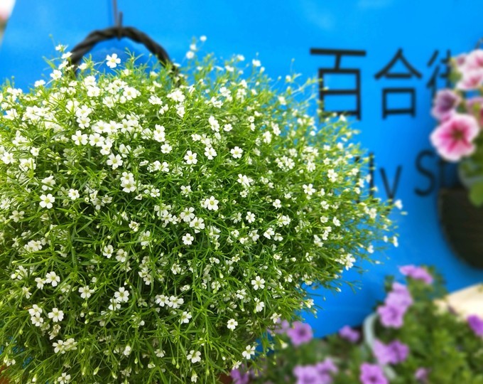 深圳东莞旅游景点推荐,东莞免费景点排名大全集