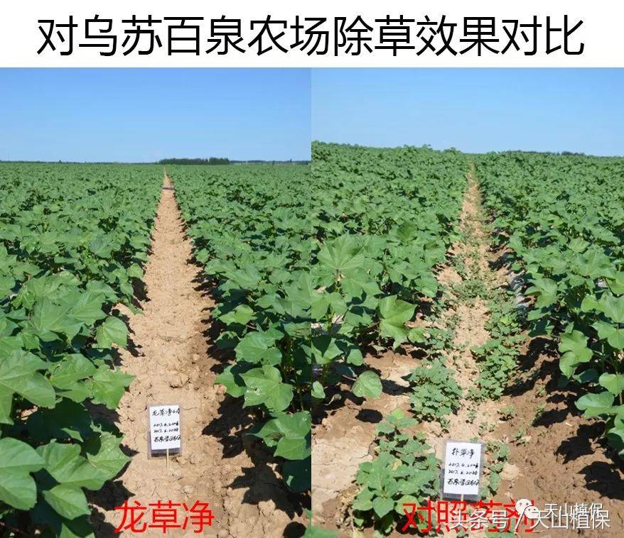 龙草净在棉田防除龙葵技术