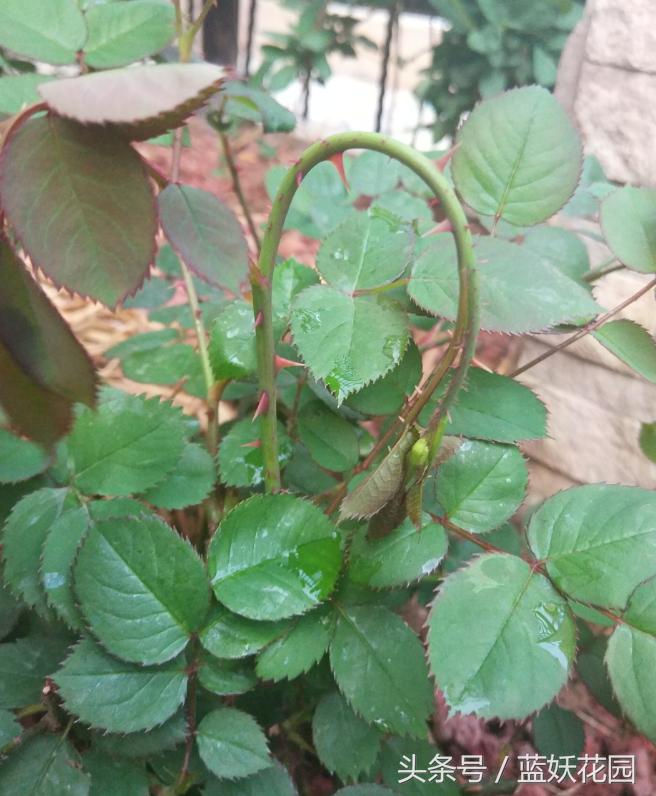 网购月季到家花苞蔫了怎么办,月季换盆后花苞蔫了怎么补救