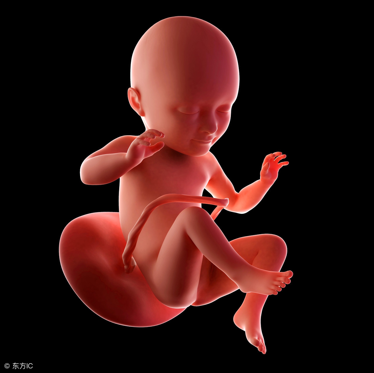 小白医学园《妇产百科系列之妊娠生理（二）》