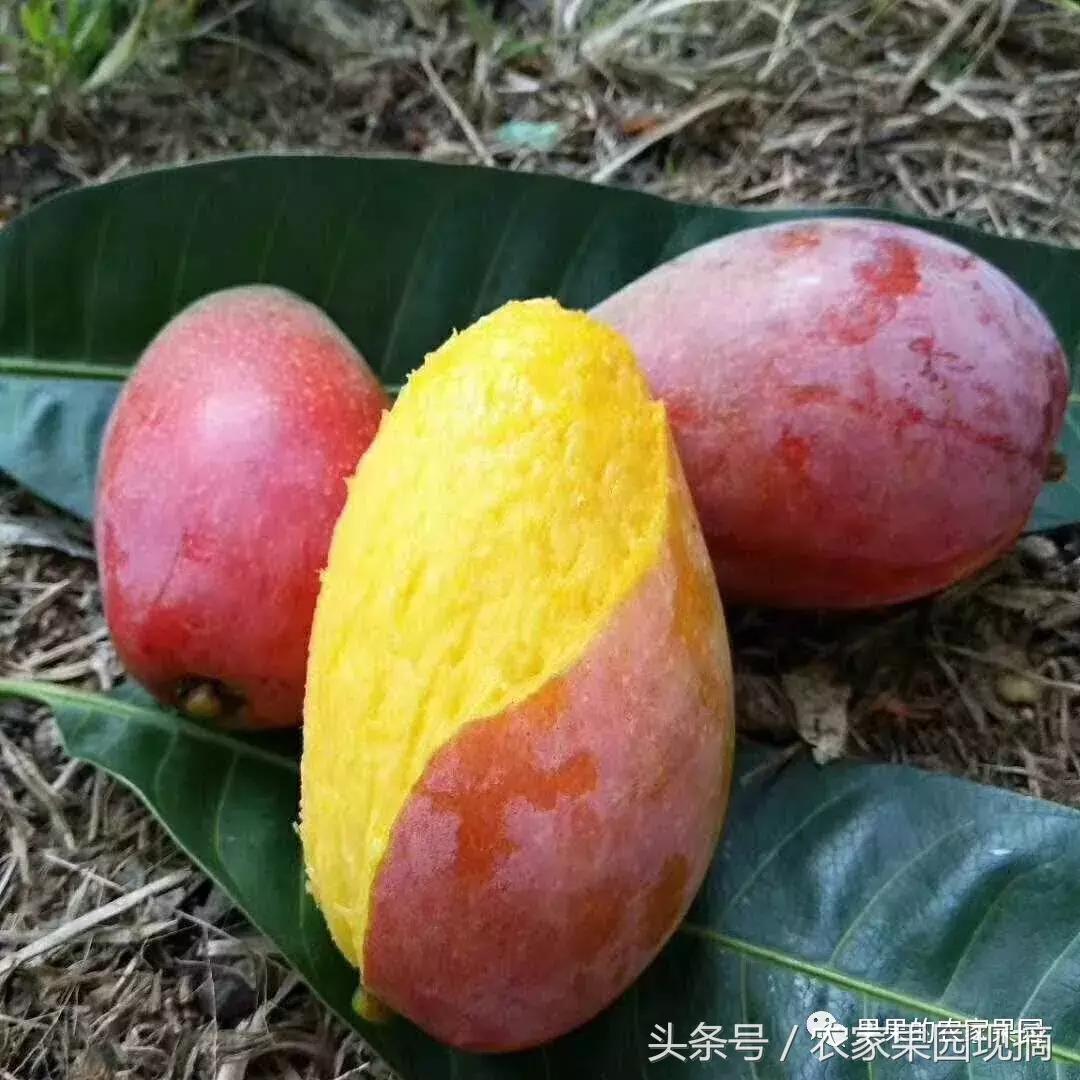 芒果有多少品种哪种更好吃,什么芒果品种最大最好吃