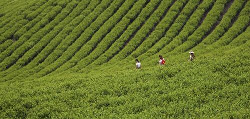 人间真味完整版,人间真味