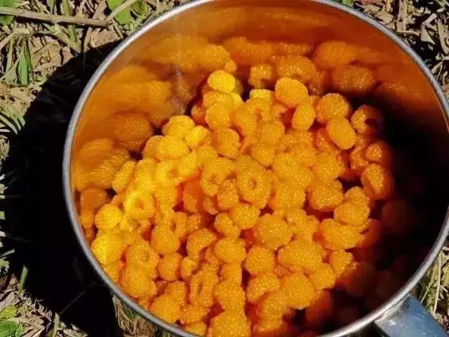 鏅幢鍚冭姃鏋滅殑瀛h妭,鏅幢鍚冭姳瀛h妭