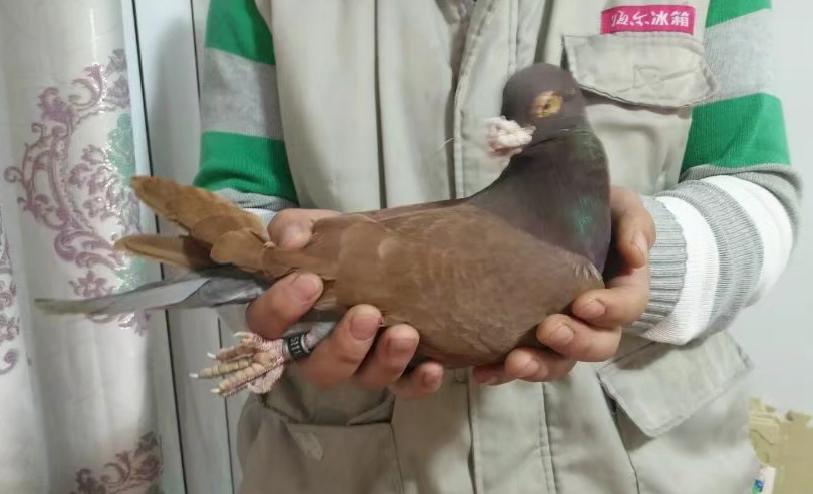 手养鸽子喂鸽乳喂多久,养鸽这三样东西切记不要喂
