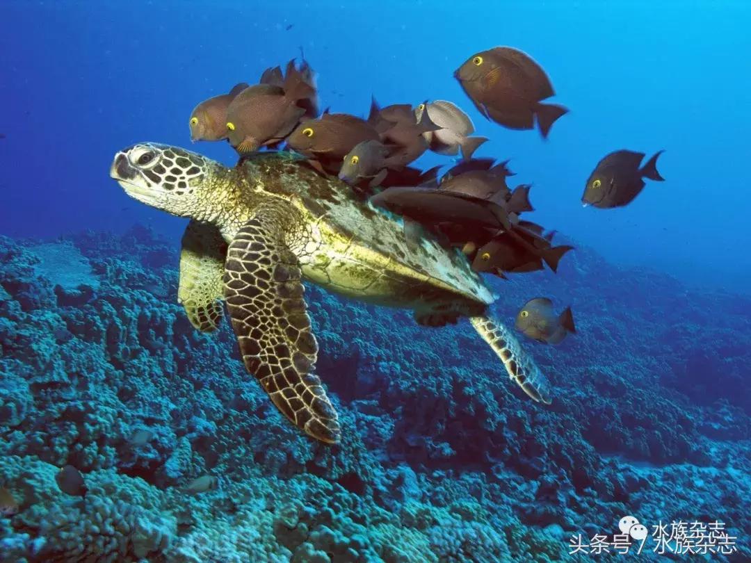 鱼缸里的龟,鱼缸里面的龟晒台