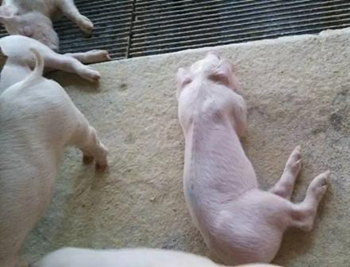 让猪不叫的方法,僵猪脱僵最快方法