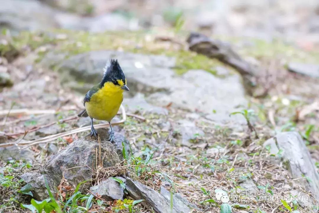 什么什么之鸟成语,带鸟字的成语大全及解释