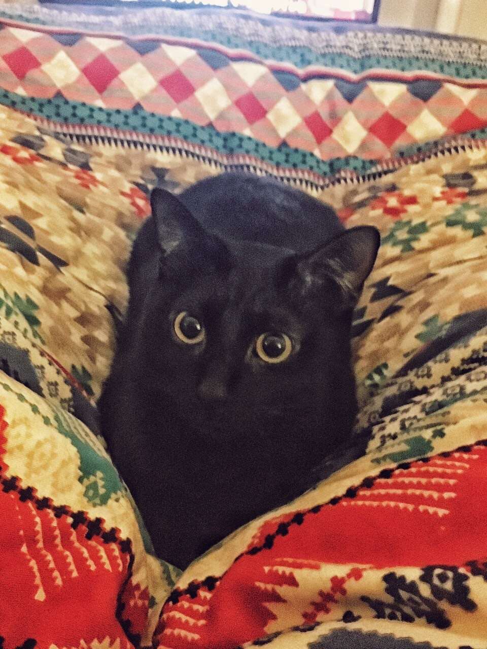 谣言粉碎机系列，怀孕养宠不会流产，不会畸形，更不会。。。