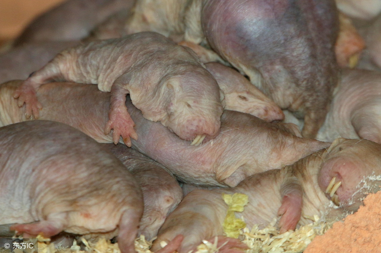 自愈能力最强的哺乳动物,唯一不会得癌症的哺乳动物