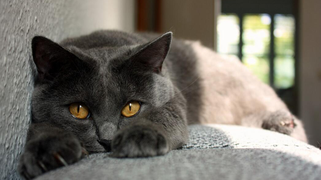 猫咪焦虑症怎么解决,猫焦虑症的症状及表现