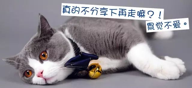 猫头秃了一块毛是怎么回事,为什么猫一直掉毛还不秃