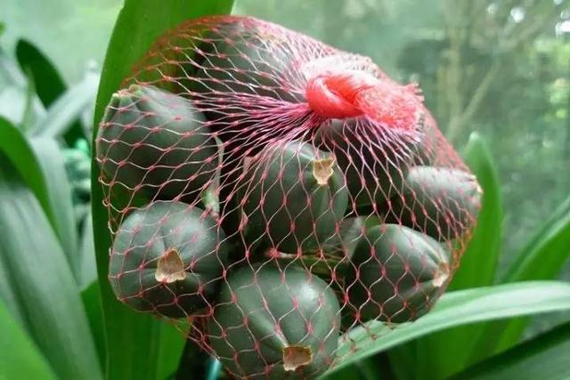 君子兰种子的繁殖方法和注意事项,君子兰不用种子怎么繁殖小苗的