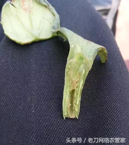 西瓜幼苗蔫了是怎么回事,西瓜授粉后就萎蔫了怎么回事