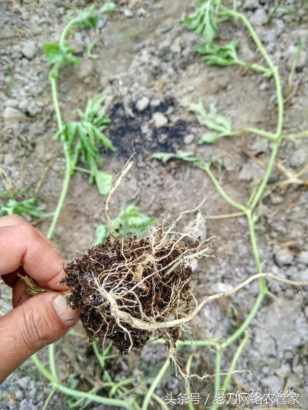 西瓜幼苗蔫了是怎么回事,西瓜授粉后就萎蔫了怎么回事