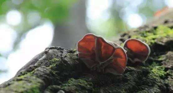 治疗甲亢流程,治疗甲亢知名医生