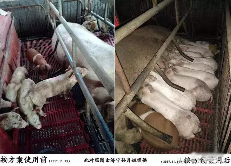 产后母猪不吃小猪拉稀,母猪没奶造成小猪腹泻