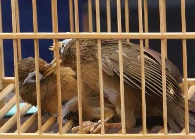 画眉鸟什么样的鸟不能要,画眉鸟特点和注意事项